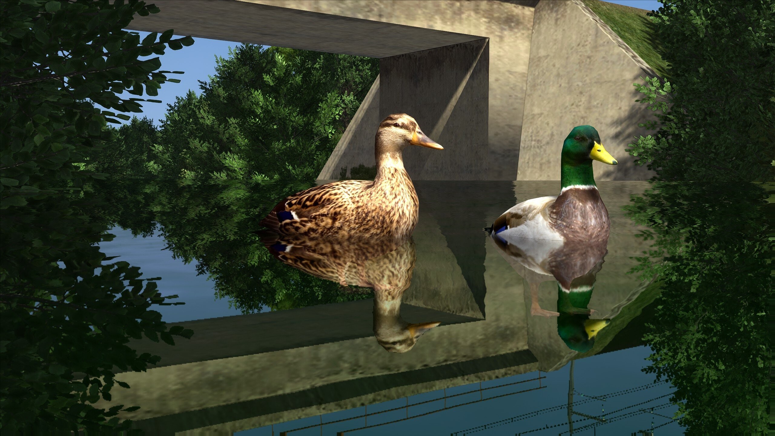 Canard